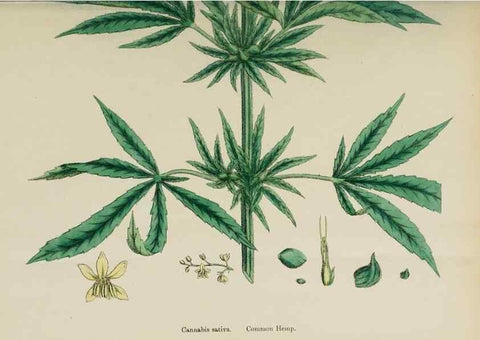 Reproducción/Reproduction 48754124762: English botany, or, Coloured figures of British plants /. London :R. Hardwicke,1863-1886.. 