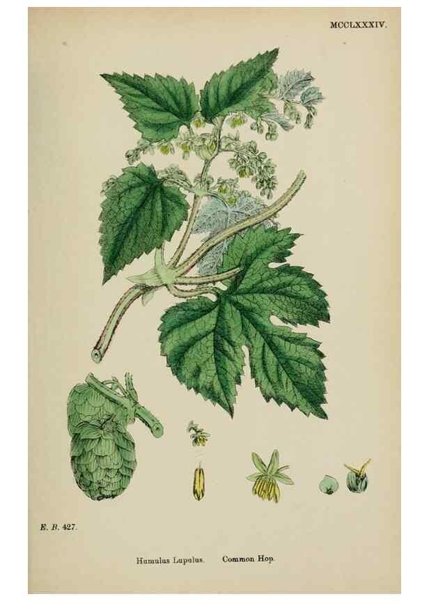 Reproducción/Reproduction 48753935166: English botany, or, Coloured figures of British plants /. London :R. Hardwicke,1863-1886.. 