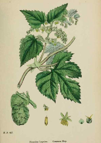 Reproducción/Reproduction 48753935166: English botany, or, Coloured figures of British plants /. London :R. Hardwicke,1863-1886.. 