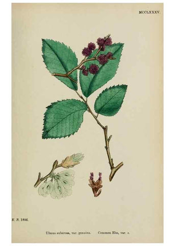 Reproducción/Reproduction 48753943006: English botany, or, Coloured figures of British plants /. London :R. Hardwicke,1863-1886.. 