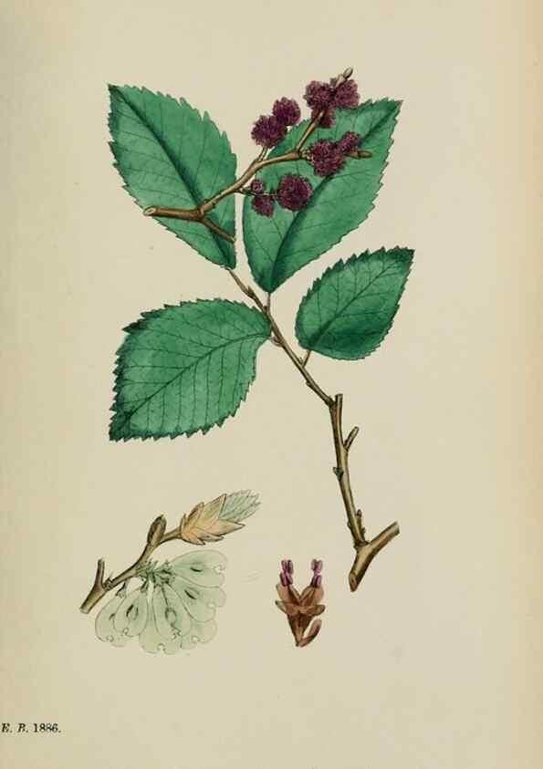 Reproducción/Reproduction 48753943006: English botany, or, Coloured figures of British plants /. London :R. Hardwicke,1863-1886.. 