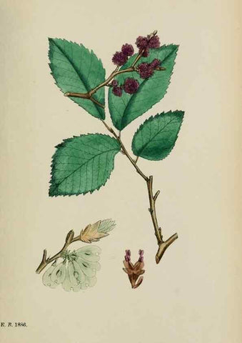 Reproducción/Reproduction 48753943006: English botany, or, Coloured figures of British plants /. London :R. Hardwicke,1863-1886.. 