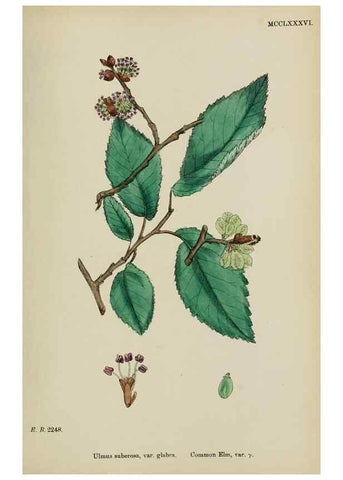 Reproducción/Reproduction 48754132637: English botany, or, Coloured figures of British plants /. London :R. Hardwicke,1863-1886.. 