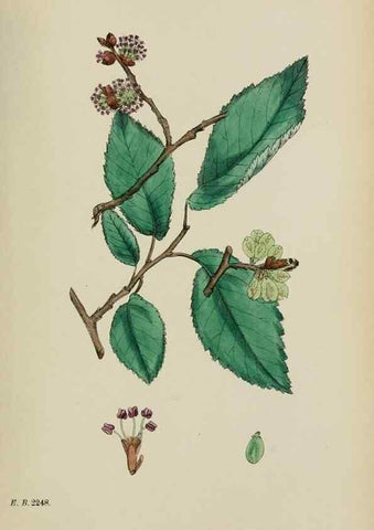 Reproducción/Reproduction 48754132637: English botany, or, Coloured figures of British plants /. London :R. Hardwicke,1863-1886.. 