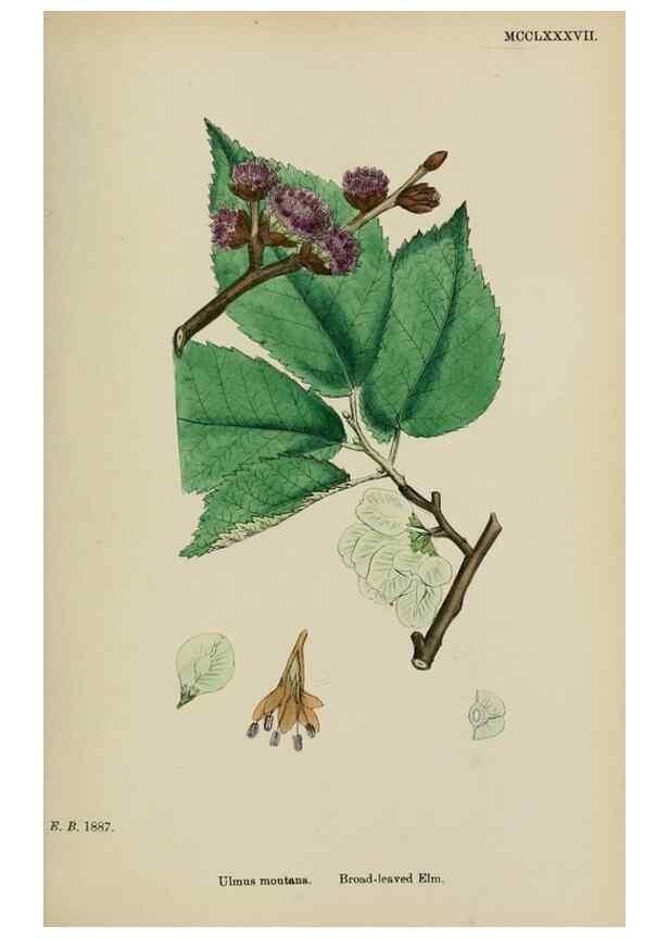 Reproducción/Reproduction 48753618503: English botany, or, Coloured figures of British plants /. London :R. Hardwicke,1863-1886.. 