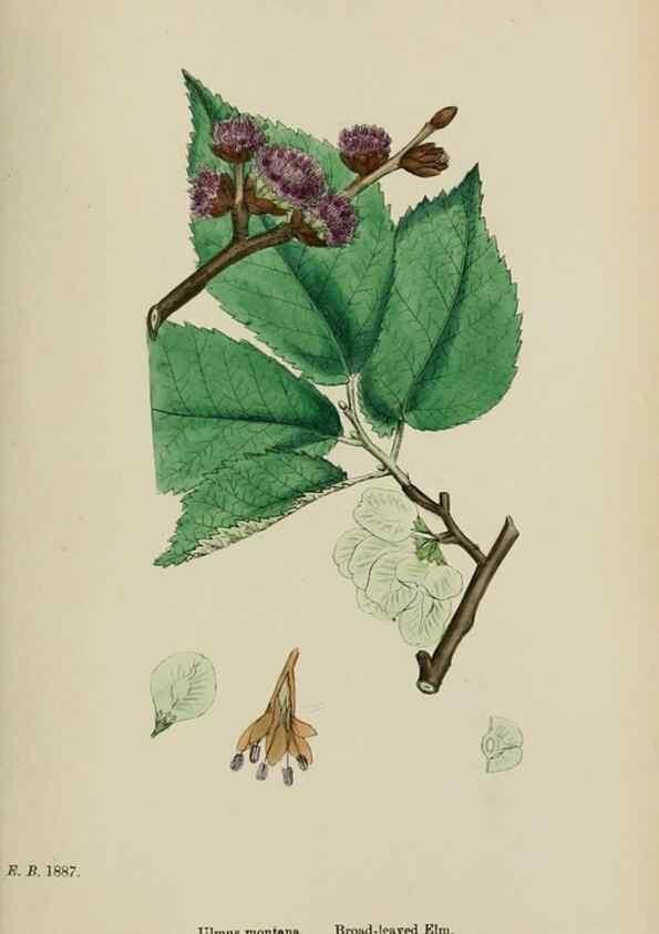 Reproducción/Reproduction 48753618503: English botany, or, Coloured figures of British plants /. London :R. Hardwicke,1863-1886.. 