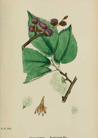 Reproducción/Reproduction 48753618503: English botany, or, Coloured figures of British plants /. London :R. Hardwicke,1863-1886.. 