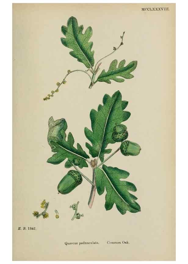 Reproducción/Reproduction 48753943621: English botany, or, Coloured figures of British plants /. London :R. Hardwicke,1863-1886.. 