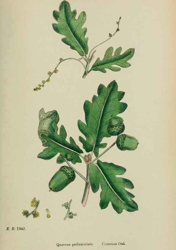 Reproducción/Reproduction 48753943621: English botany, or, Coloured figures of British plants /. London :R. Hardwicke,1863-1886.. 