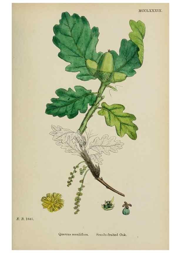 Reproducción/Reproduction 48754133212: English botany, or, Coloured figures of British plants /. London :R. Hardwicke,1863-1886.. 