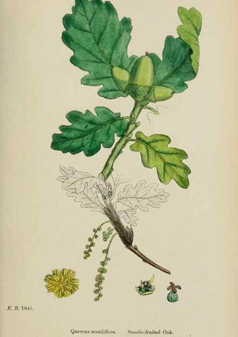 Reproducción/Reproduction 48754133212: English botany, or, Coloured figures of British plants /. London :R. Hardwicke,1863-1886.. 