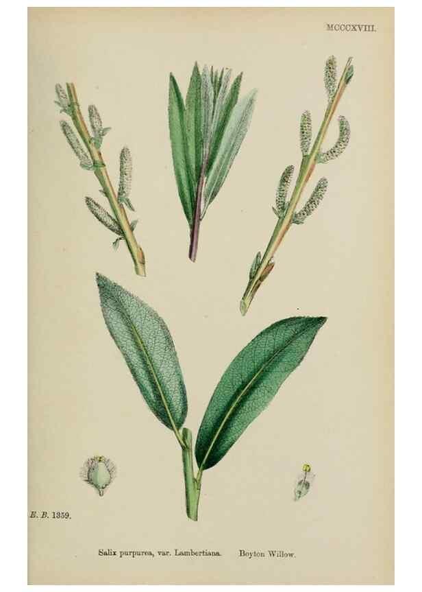 Reproducción/Reproduction 48753950001: English botany, or, Coloured figures of British plants /. London :R. Hardwicke,1863-1886.. 