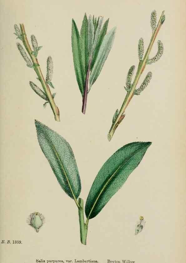 Reproducción/Reproduction 48753950001: English botany, or, Coloured figures of British plants /. London :R. Hardwicke,1863-1886.. 