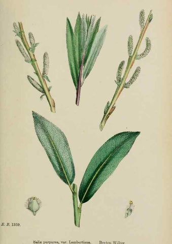 Reproducción/Reproduction 48753950001: English botany, or, Coloured figures of British plants /. London :R. Hardwicke,1863-1886.. 