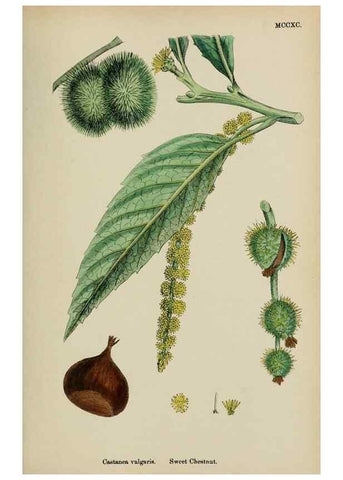 Reproducción/Reproduction 48753619188: English botany, or, Coloured figures of British plants /. London :R. Hardwicke,1863-1886.. 