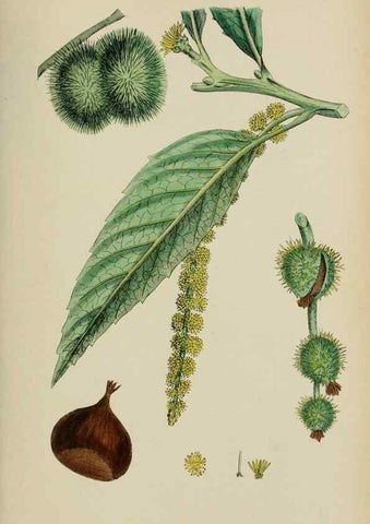 Reproducción/Reproduction 48753619188: English botany, or, Coloured figures of British plants /. London :R. Hardwicke,1863-1886.. 