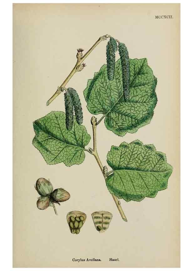 Reproducción/Reproduction 48754133882: English botany, or, Coloured figures of British plants /. London :R. Hardwicke,1863-1886.. 