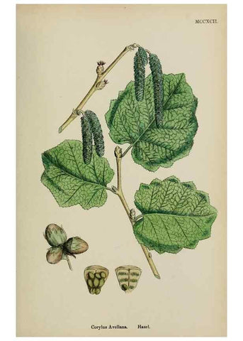 Reproducción/Reproduction 48754133882: English botany, or, Coloured figures of British plants /. London :R. Hardwicke,1863-1886.. 