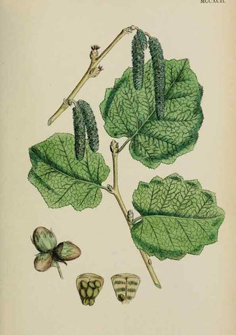 Reproducción/Reproduction 48754133882: English botany, or, Coloured figures of British plants /. London :R. Hardwicke,1863-1886.. 