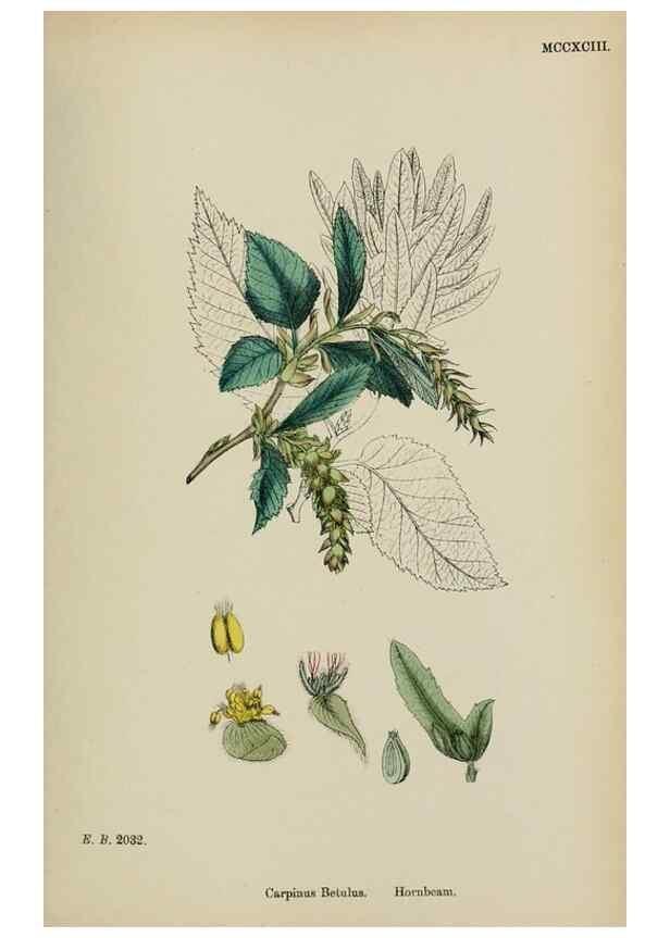 Reproducción/Reproduction 48753944741: English botany, or, Coloured figures of British plants /. London :R. Hardwicke,1863-1886.. 