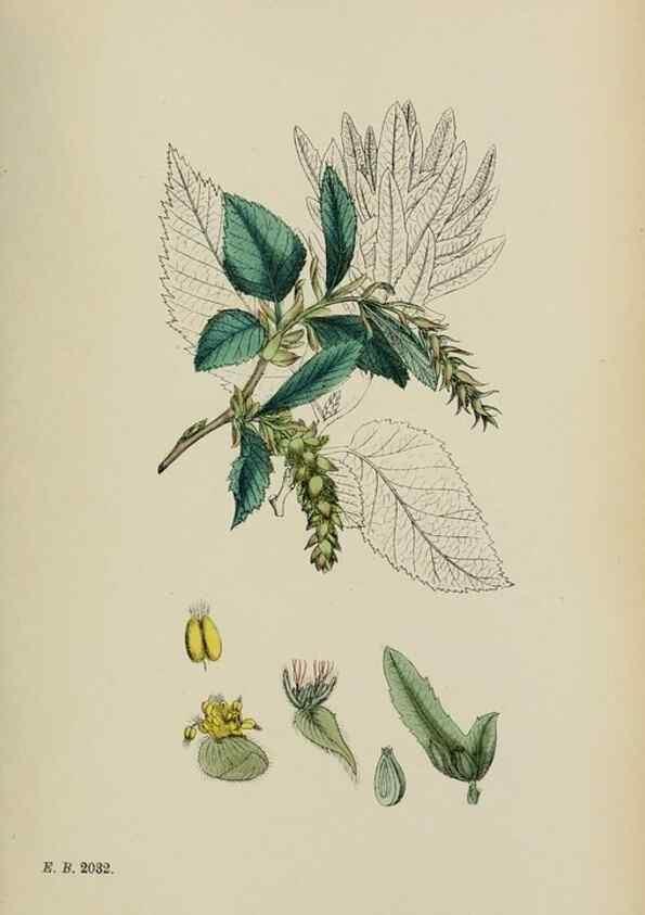 Reproducción/Reproduction 48753944741: English botany, or, Coloured figures of British plants /. London :R. Hardwicke,1863-1886.. 