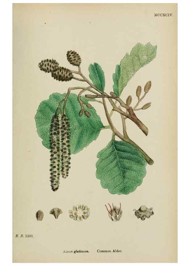 Reproducción/Reproduction 48753620058: English botany, or, Coloured figures of British plants /. London :R. Hardwicke,1863-1886.. 