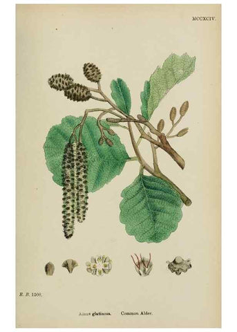 Reproducción/Reproduction 48753620058: English botany, or, Coloured figures of British plants /. London :R. Hardwicke,1863-1886.. 