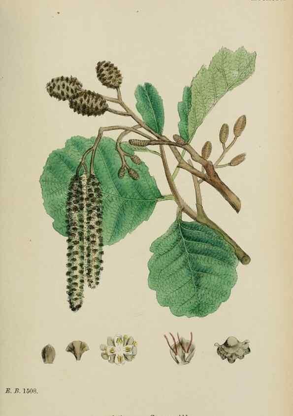 Reproducción/Reproduction 48753620058: English botany, or, Coloured figures of British plants /. London :R. Hardwicke,1863-1886.. 