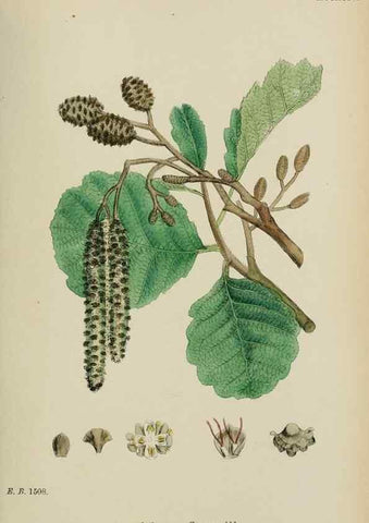 Reproducción/Reproduction 48753620058: English botany, or, Coloured figures of British plants /. London :R. Hardwicke,1863-1886.. 