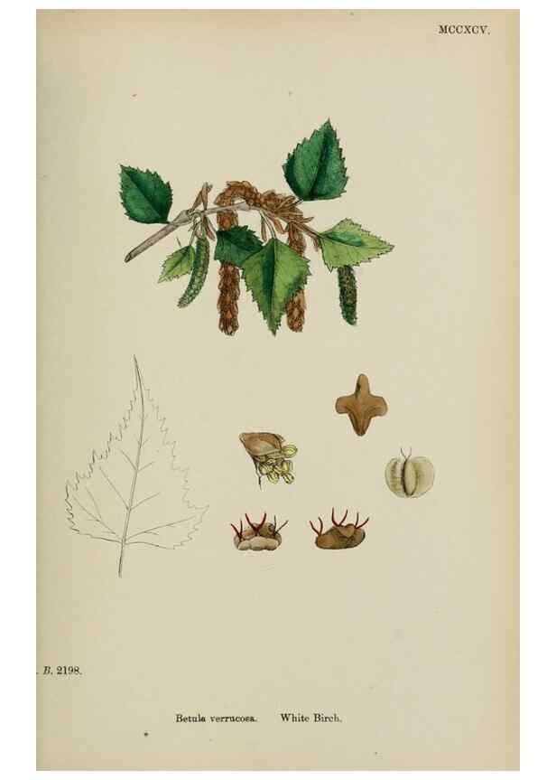 Reproducción/Reproduction 48753620203: English botany, or, Coloured figures of British plants /. London :R. Hardwicke,1863-1886.. 