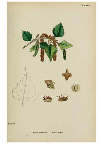 Reproducción/Reproduction 48753620203: English botany, or, Coloured figures of British plants /. London :R. Hardwicke,1863-1886.. 