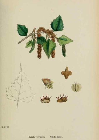 Reproducción/Reproduction 48753620203: English botany, or, Coloured figures of British plants /. London :R. Hardwicke,1863-1886.. 