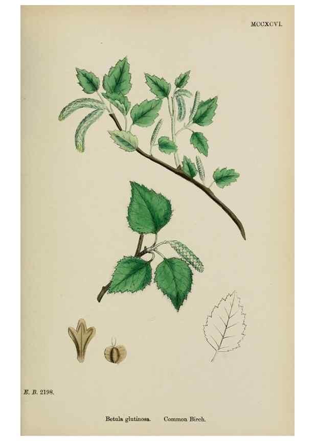 Reproducción/Reproduction 48754134677: English botany, or, Coloured figures of British plants /. London :R. Hardwicke,1863-1886.. 