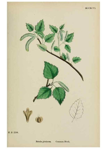 Reproducción/Reproduction 48754134677: English botany, or, Coloured figures of British plants /. London :R. Hardwicke,1863-1886.. 