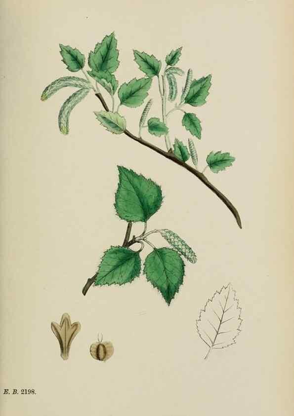 Reproducción/Reproduction 48754134677: English botany, or, Coloured figures of British plants /. London :R. Hardwicke,1863-1886.. 