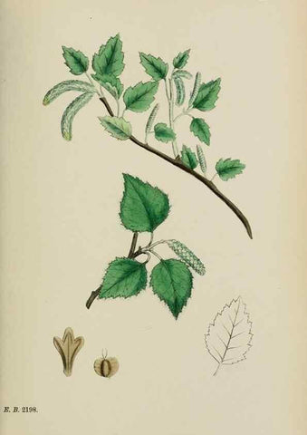 Reproducción/Reproduction 48754134677: English botany, or, Coloured figures of British plants /. London :R. Hardwicke,1863-1886.. 