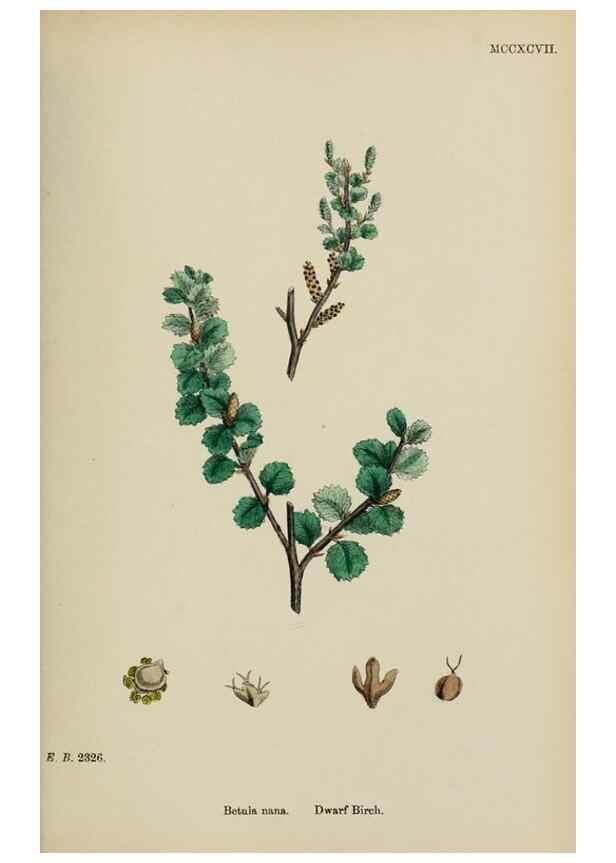 Reproducción/Reproduction 48753945511: English botany, or, Coloured figures of British plants /. London :R. Hardwicke,1863-1886.. 