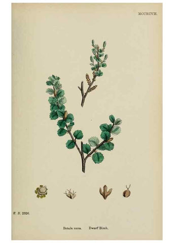 Reproducción/Reproduction 48753945511: English botany, or, Coloured figures of British plants /. London :R. Hardwicke,1863-1886.. 