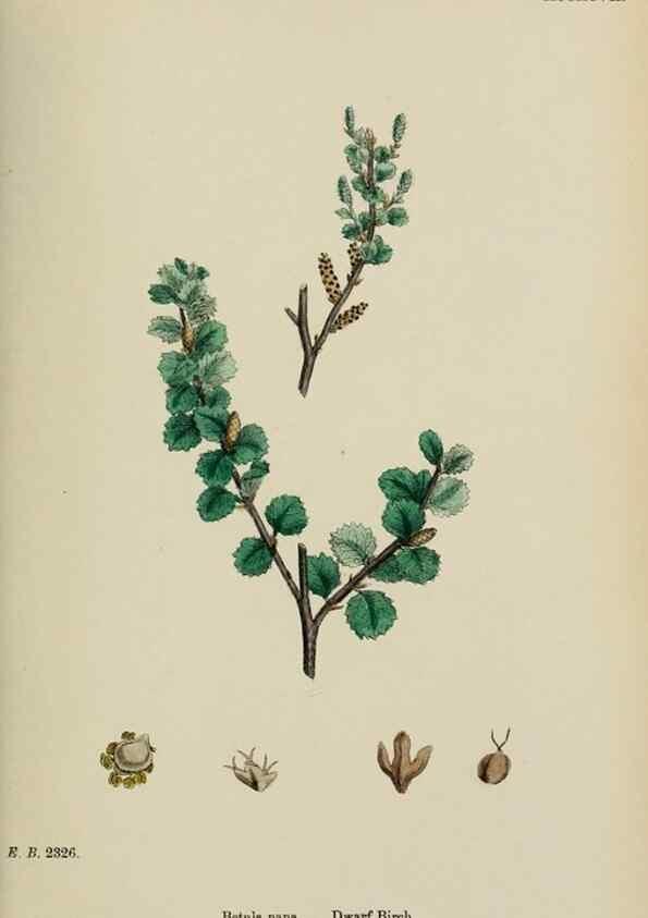 Reproducción/Reproduction 48753945511: English botany, or, Coloured figures of British plants /. London :R. Hardwicke,1863-1886.. 