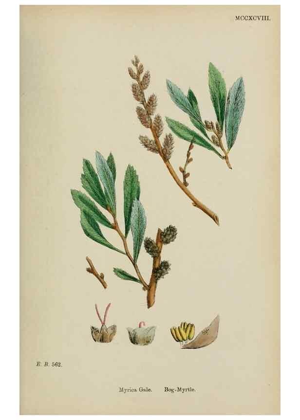Reproducción/Reproduction 48753620938: English botany, or, Coloured figures of British plants /. London :R. Hardwicke,1863-1886.. 