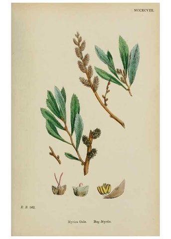 Reproducción/Reproduction 48753620938: English botany, or, Coloured figures of British plants /. London :R. Hardwicke,1863-1886.. 