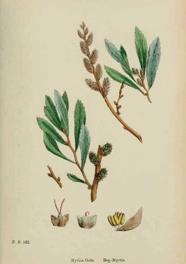 Reproducción/Reproduction 48753620938: English botany, or, Coloured figures of British plants /. London :R. Hardwicke,1863-1886.. 