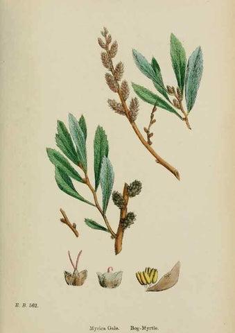 Reproducción/Reproduction 48753620938: English botany, or, Coloured figures of British plants /. London :R. Hardwicke,1863-1886.. 