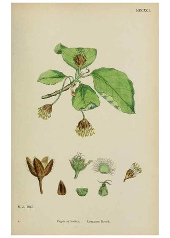 Reproducción/Reproduction 48754133692: English botany, or, Coloured figures of British plants /. London :R. Hardwicke,1863-1886.. 