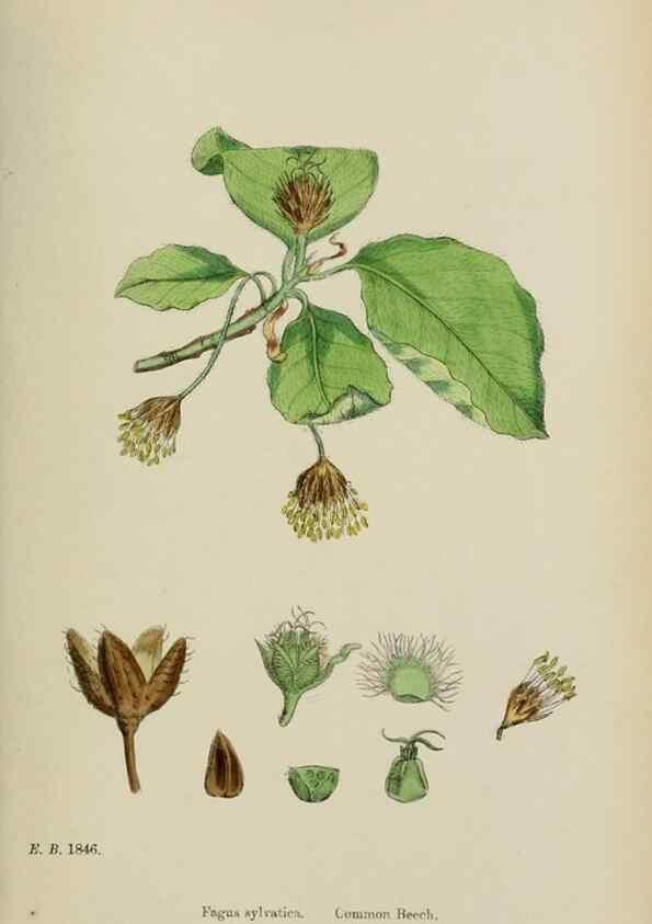 Reproducción/Reproduction 48754133692: English botany, or, Coloured figures of British plants /. London :R. Hardwicke,1863-1886.. 