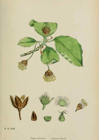 Reproducción/Reproduction 48754133692: English botany, or, Coloured figures of British plants /. London :R. Hardwicke,1863-1886.. 