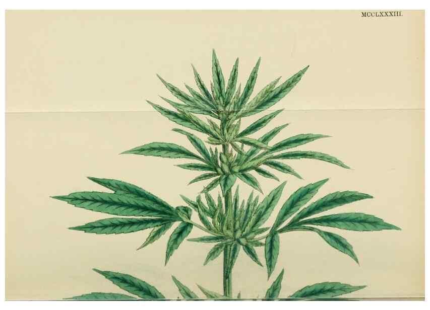 Reproducción/Reproduction 48753934601: English botany, or, Coloured figures of British plants /. London :R. Hardwicke,1863-1886.. 