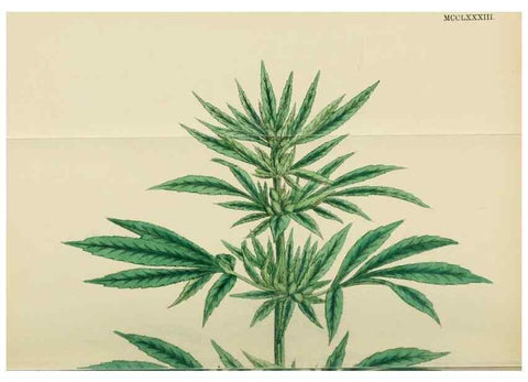 Reproducción/Reproduction 48753934601: English botany, or, Coloured figures of British plants /. London :R. Hardwicke,1863-1886.. 