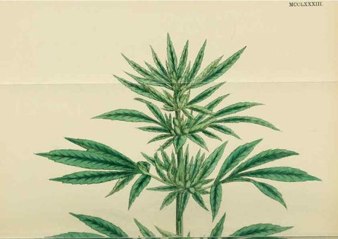 Reproducción/Reproduction 48753934601: English botany, or, Coloured figures of British plants /. London :R. Hardwicke,1863-1886.. 