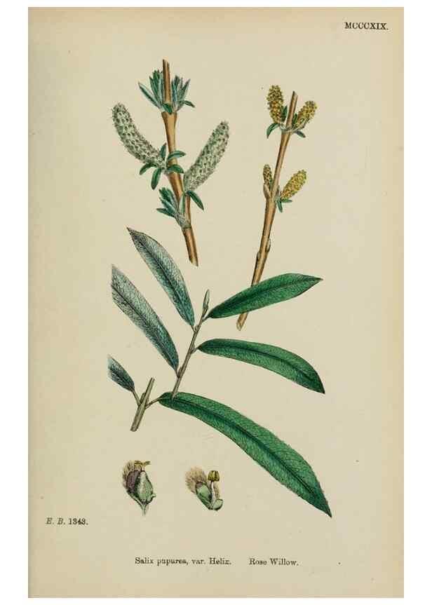 Reproducción/Reproduction 48754140142: English botany, or, Coloured figures of British plants /. London :R. Hardwicke,1863-1886.. 